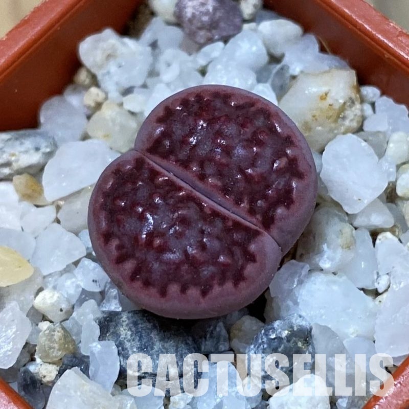 SH33148 Lithops salicola ‘Sato’s Violet’ hybrid