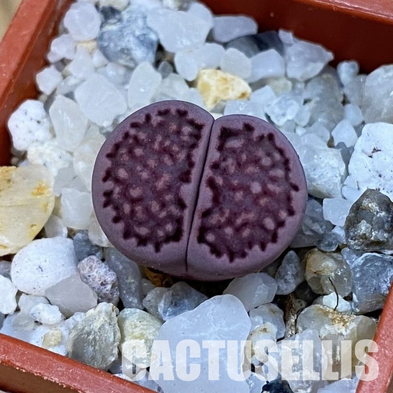 SH33149 Lithops salicola ‘Sato’s Violet’ hybrid
