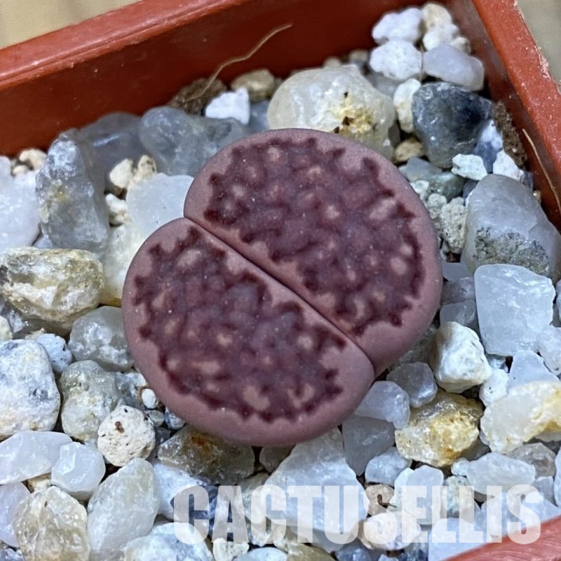 SH33150 Lithops salicola ‘Sato’s Violet’ hybrid