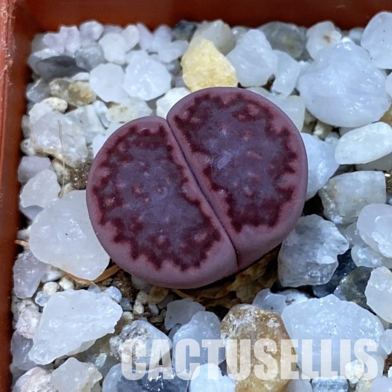 SH33151 Lithops salicola ‘Sato’s Violet’ hybrid