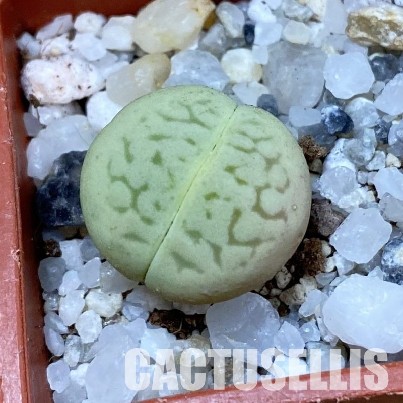 SH33154 Dinteranthus vanzylii 'Emerald'