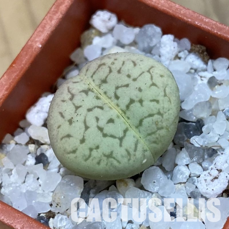 SH33155 Dinteranthus vanzylii 'Emerald'