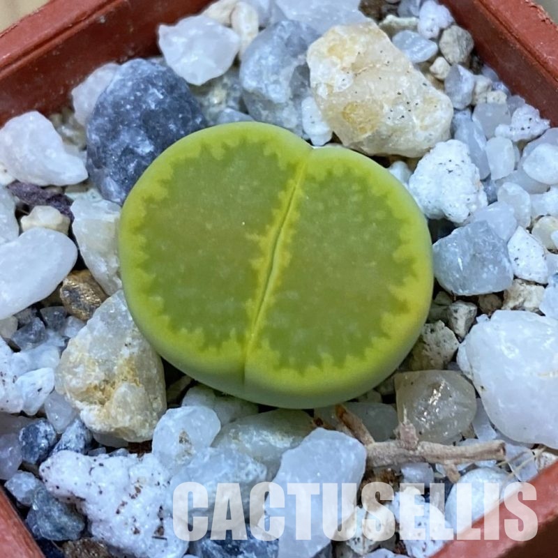 SH33138 Lithops hallii 'Yellow Biscuit' select form