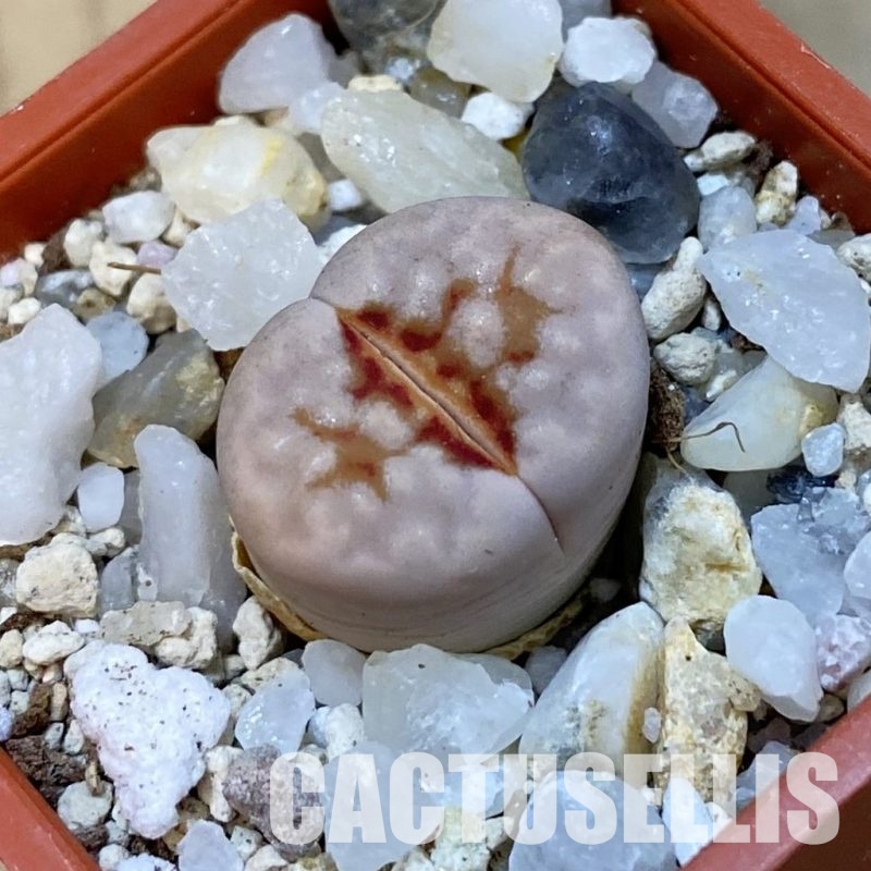 SH33157 Lithops julii ‘Hot Lips’