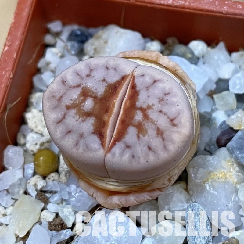 SH33159 Lithops julii ‘Hot Lips’