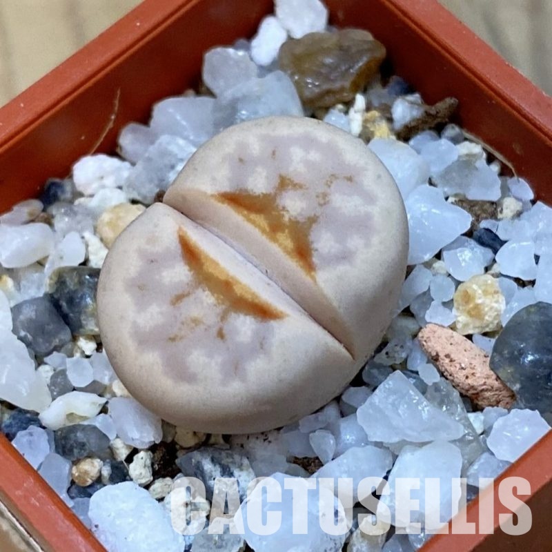 SH33160 Lithops julii ‘Hot Lips’