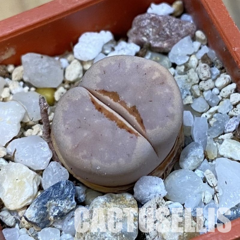 SH33161 Lithops julii ‘Hot Lips’