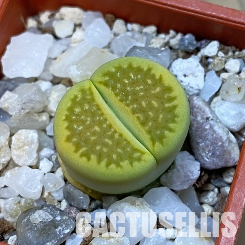 SH33162 Lithops hallii 'Green Soapstone'