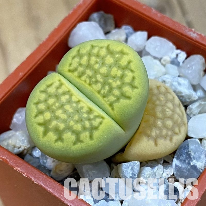 SH33163 Lithops hallii 'Green Soapstone'