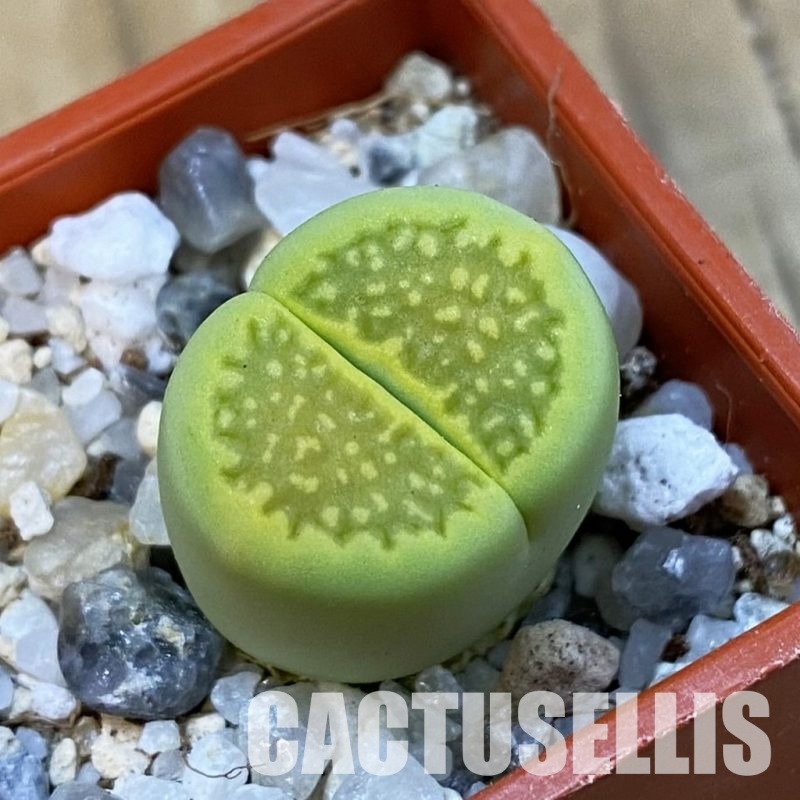 SH33164 Lithops hallii 'Green Soapstone'