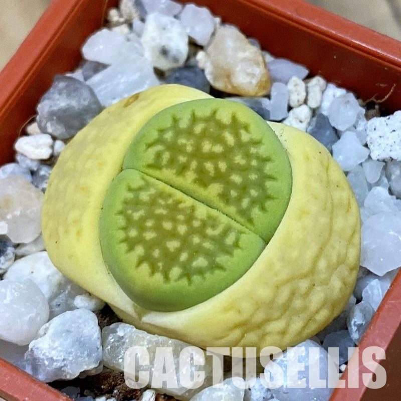 SH33165 Lithops hallii 'Green Soapstone'