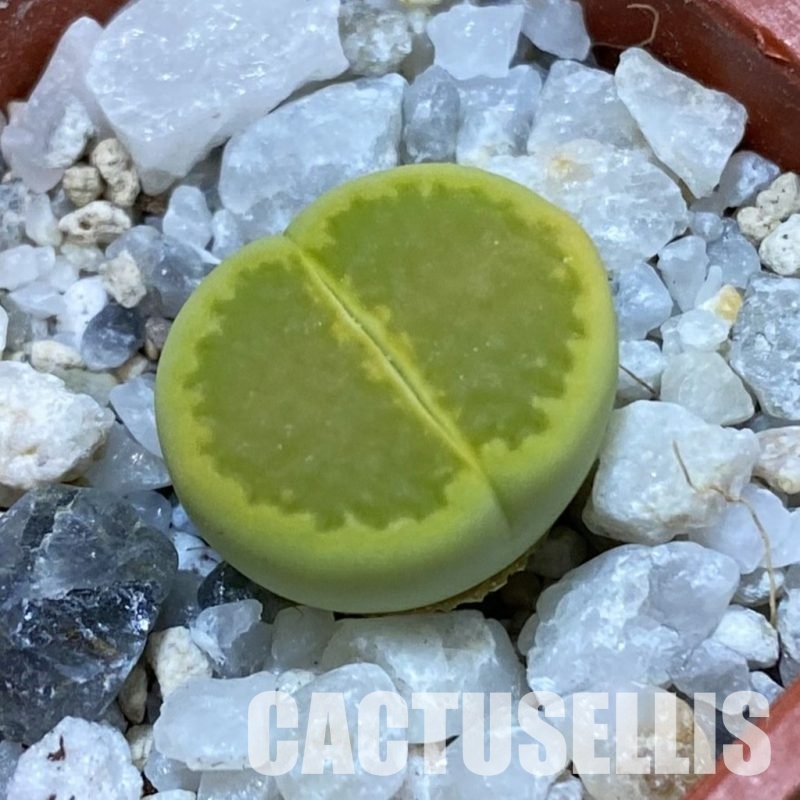 SH33139 Lithops hallii 'Yellow Biscuit' select form