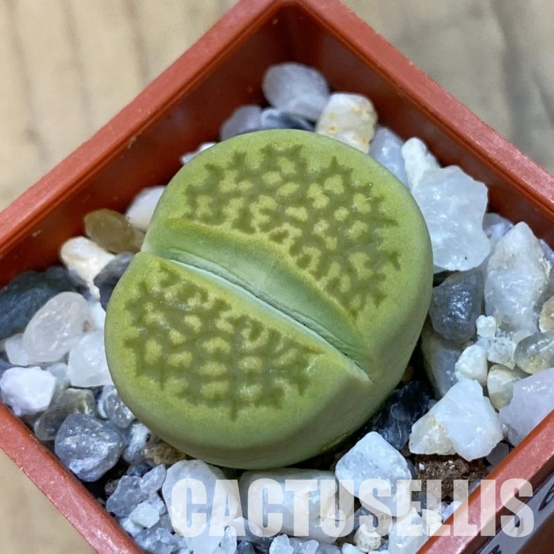 SH33166 Lithops hallii 'Green Soapstone'