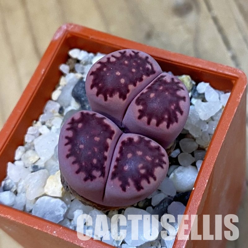 SH33167 Lithops salicola ‘Sato’s Violet’ hybrid