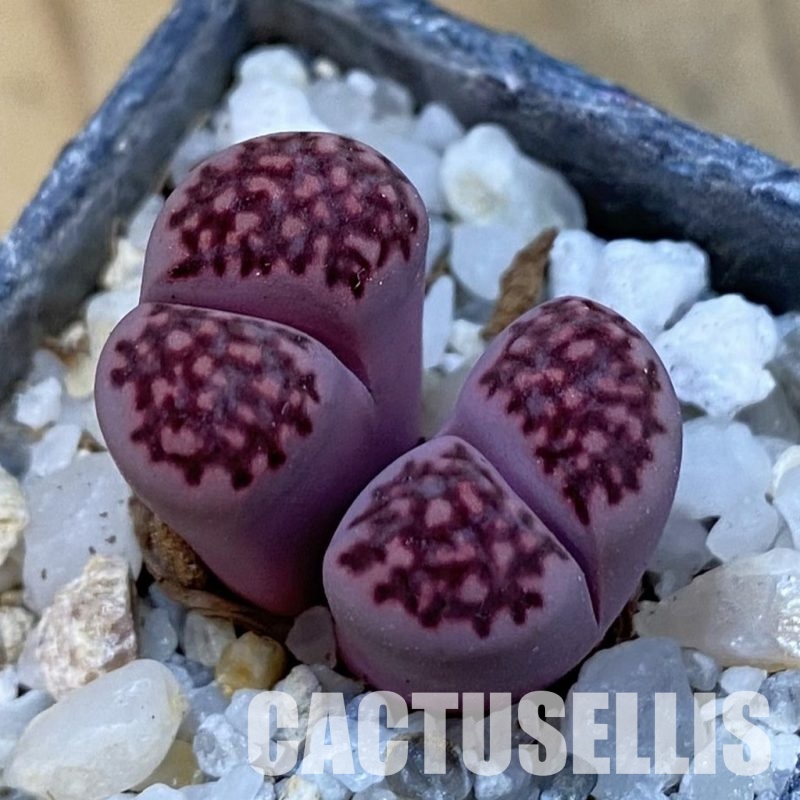 SH33168 Lithops salicola ‘Sato’s Violet’ hybrid