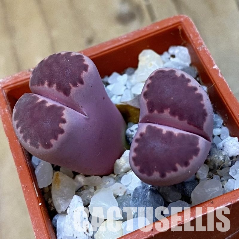 SH33169 Lithops salicola ‘Sato’s Violet’ hybrid