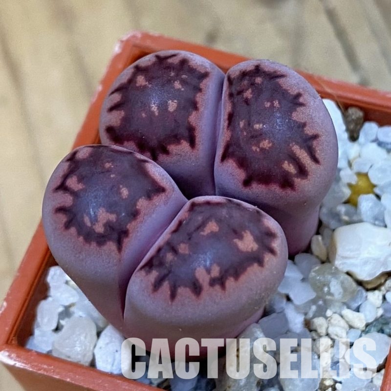 SH33170 Lithops salicola ‘Sato’s Violet’ hybrid