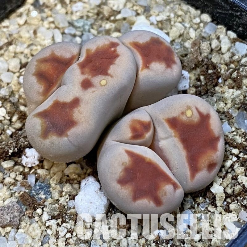 SH33172 Lithops karasmontana v. summitatum f. monstrosa