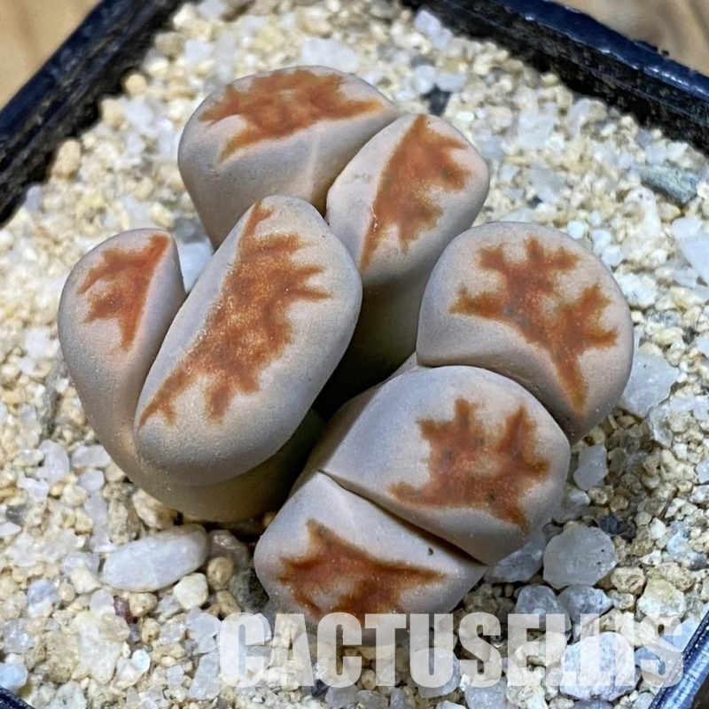 SH33173 Lithops karasmontana v. summitatum f. monstrosa