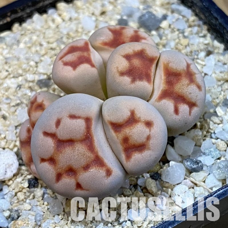 SH33174 Lithops karasmontana v. summitatum f. monstrosa