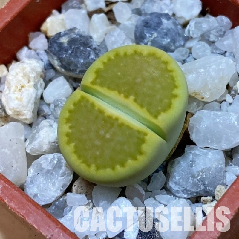 SH33140 Lithops hallii 'Yellow Biscuit' select form