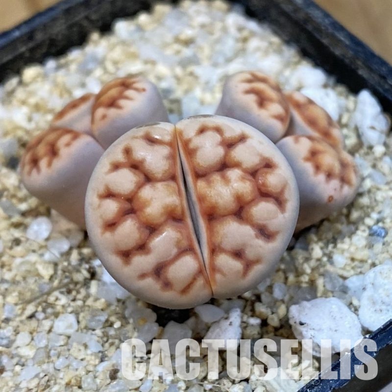 SH33175 Lithops karasmontana v. summitatum f. monstrosa