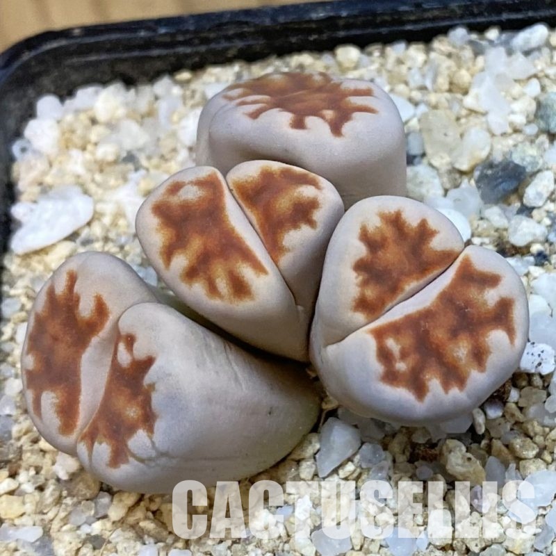 SH33176 Lithops karasmontana v. summitatum f. monstrosa