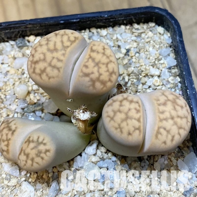 SH33177 Lithops bella