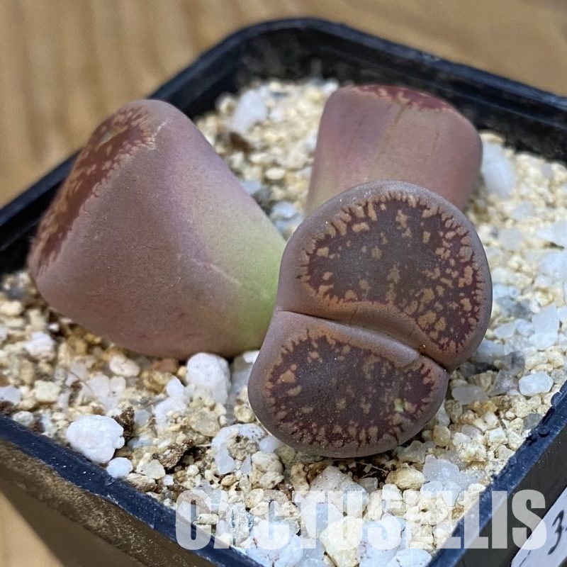 SH33178 Lithops aucampiae f. monstrosa