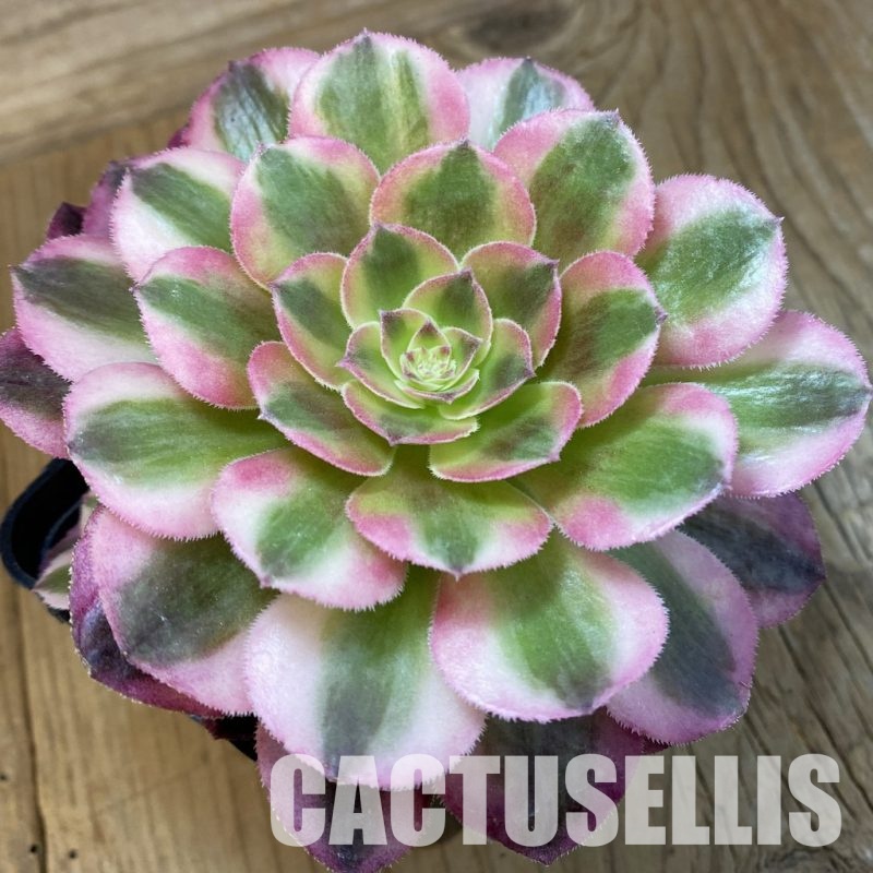 SH33252 Aeonium 'Blushing Beauty'