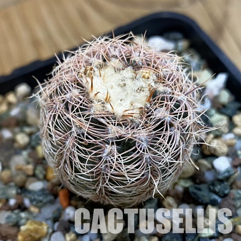 SH33253 Gymnocalycium bruchii