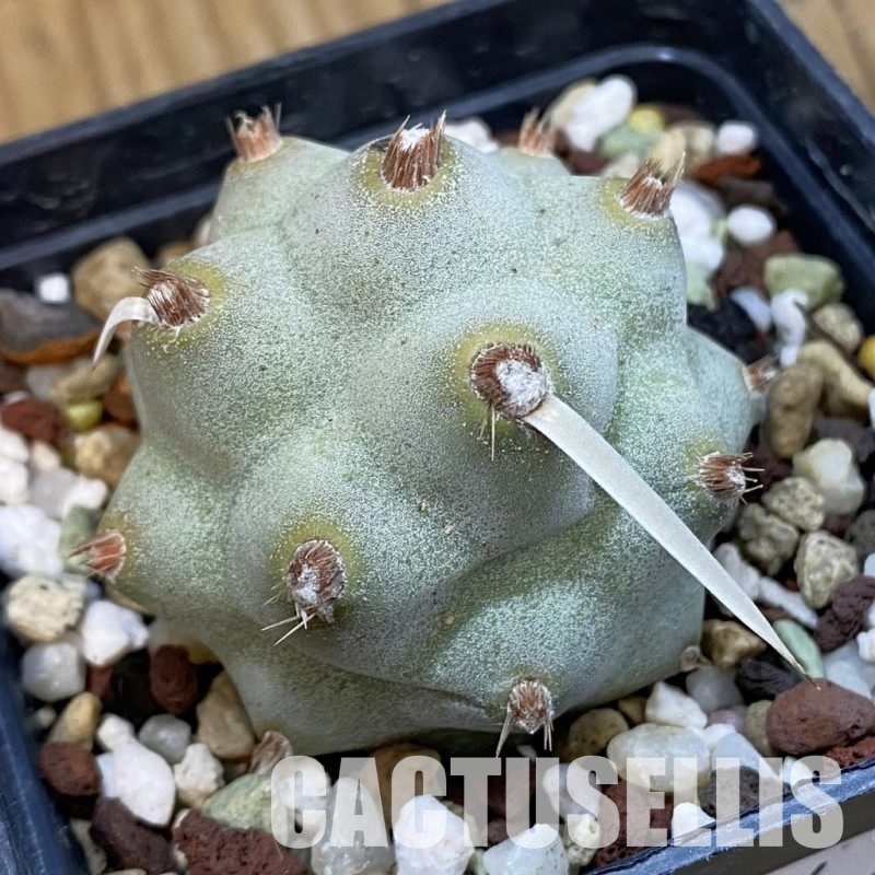 SH33254 Tephrocactus articulatus