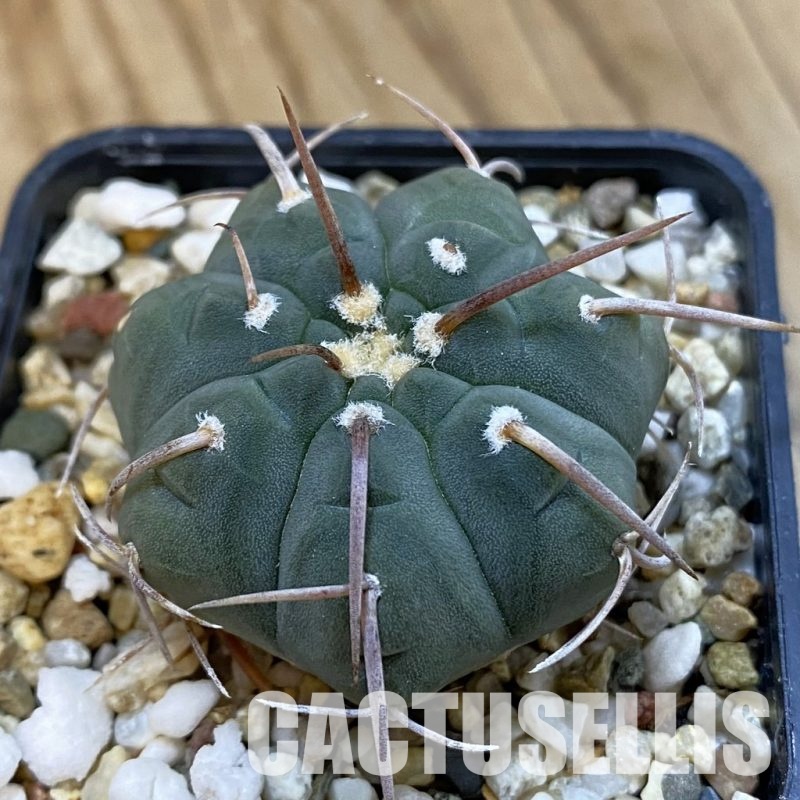 SH33257 Gymnocalycium vatteri VG 302