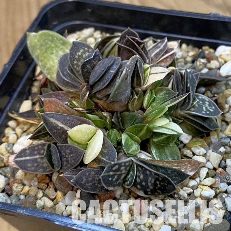 SH33258 Gasteria minima f. variegata