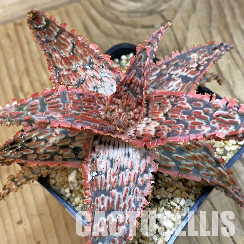 SH33259 Aloe TCT hybrid