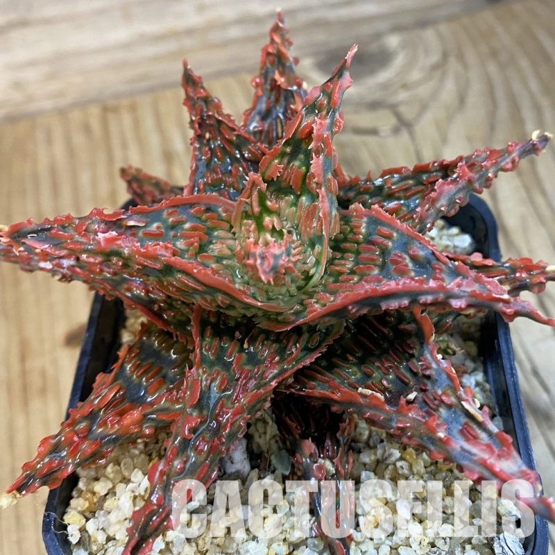 SH33260 Aloe TCT hybrid