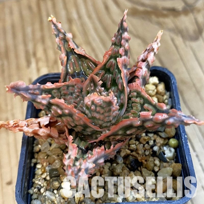 SH33261 Aloe TCT hybrid