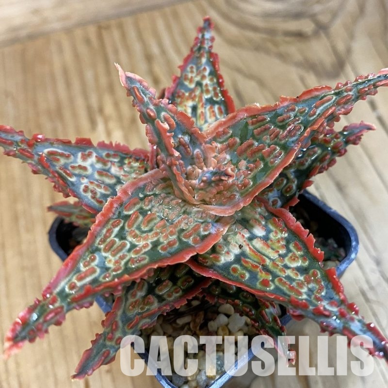 SH33262 Aloe TCT hybrid