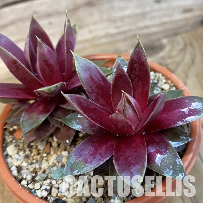 SH33263 Sempervivum 'Heartbeat' (cold-resistant)
