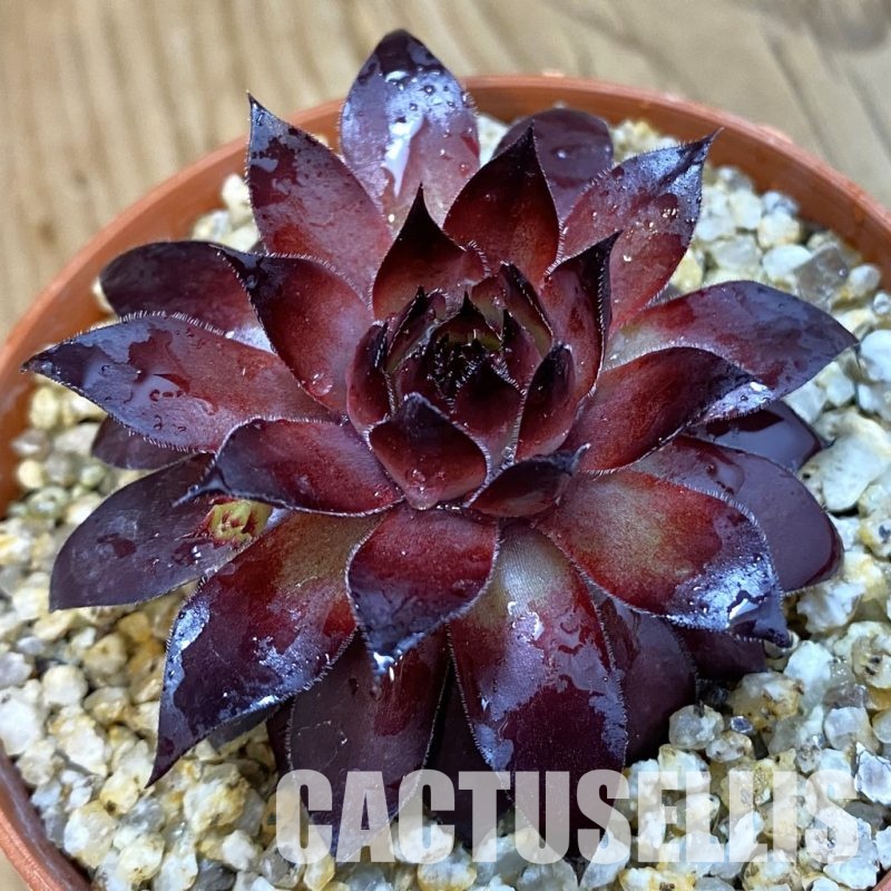 SH33265 Sempervivum sp. (cold-resistant)