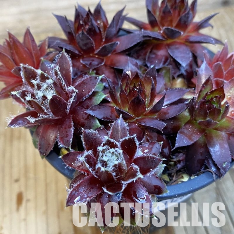 SH33266 Sempervivum mix (cold-resistant)