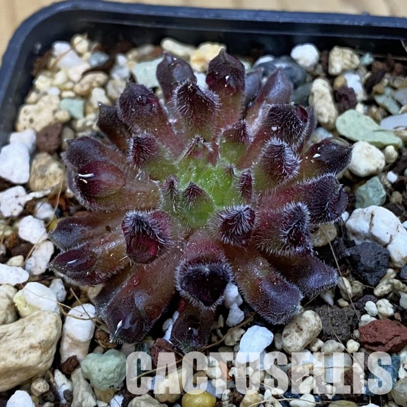 SH33268 Sempervivum 'Red Oddity' (cold-resistant)