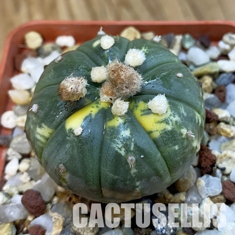 SH33269 Astrophytum asterias f. variegata