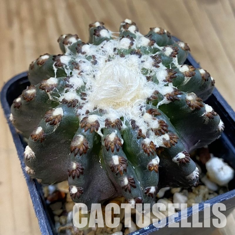 SH33270 Discocactus horstii