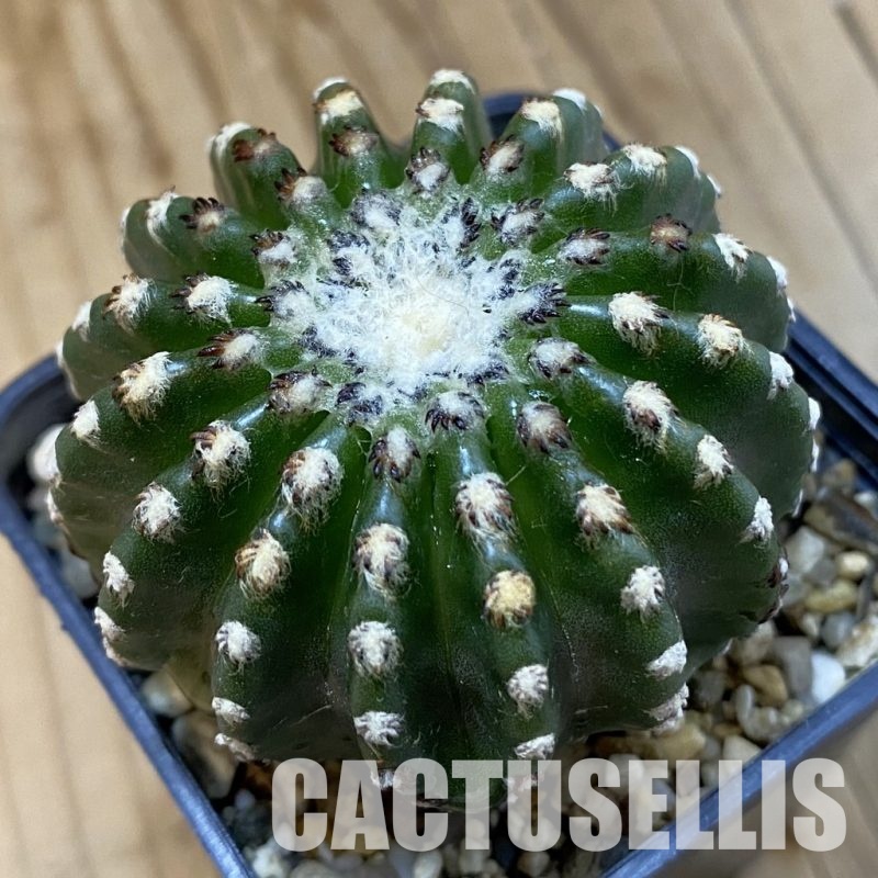 SH33271 Discocactus horstii