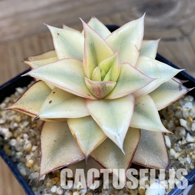 SH33226 Echeveria 'Monocerotis'