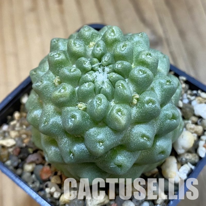 SH33272 Mammillaria schumanii f. inermis