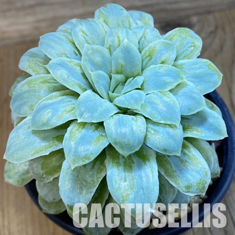 SH33273 Echeveria 'Hades'