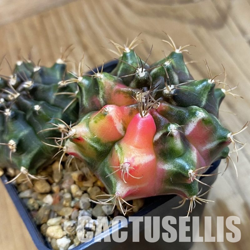 SH33274 Gymnocalycium mihanovichii f. variegata, 2 plants, seedling