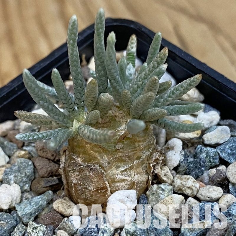 SH33275 Avonia alstonii